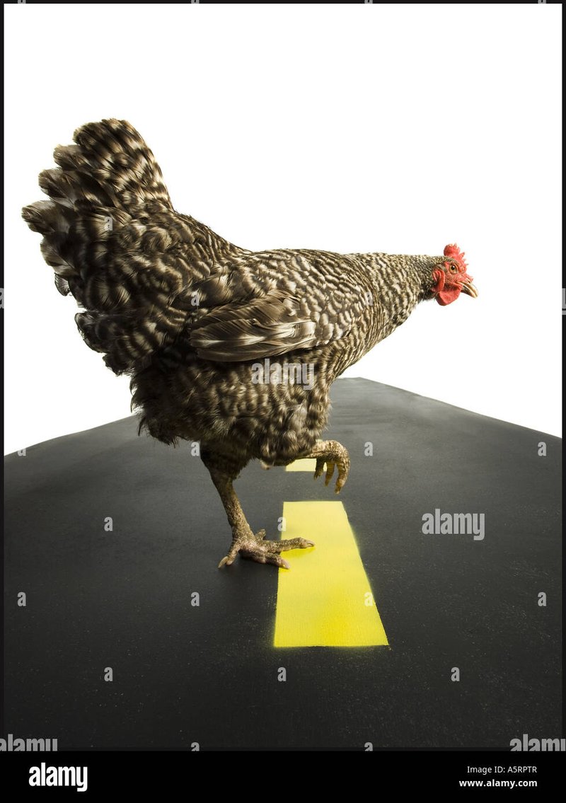 Image: Descubre los Secretos de La Ruta del Pollo: El Juego más Emocionante de España